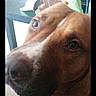 dog, brown_dog, white_chest, close_up, portrait, pet, indoor, home, large_dog, short_hair, floppy_ears, brown_eyes, nose, snout, looking_at_camera, candid, table, chair, wood_floor, natural_light