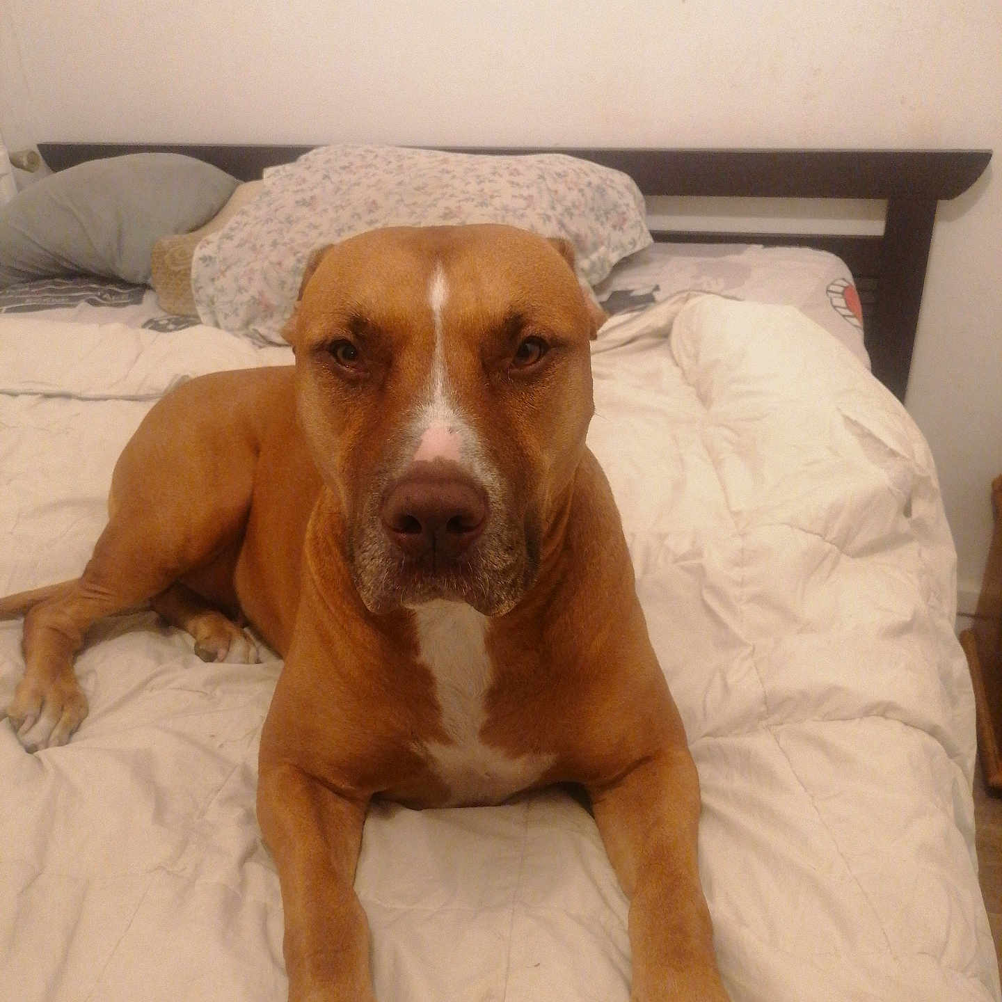 Stecy participe au concours pour gagner de l'argent avec cette photo : dog, bed, bedding, pillow, brown_dog, white_markings, indoor, pet, canine, resting, fur, animal, looking_at_camera, headboard, blanket, comfort, domestic, room, sleeping_area, relaxed