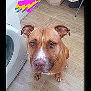 Stecy a rejoint le concours — aidez-le/la à gagner de superbes lots ! dog, brown_dog, pet, indoor, floor, wooden_floor, washing_machine, laundry_room, cleaning_supplies, bucket, mop, heart_sticker, waiting, portrait, animal, canine, ears, eyes, sitting, looking_up