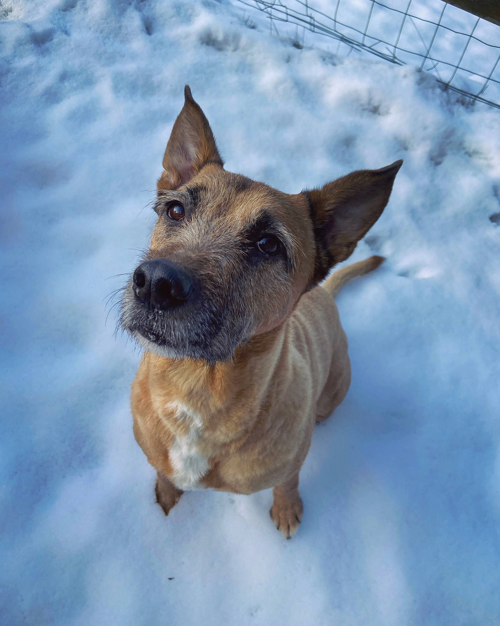 Smack a rejoint le concours — aidez-le/la à gagner de superbes lots ! canidae, carnivore, dog, dog_breed, dog_supply, fawn, guard_dog, liver, mesh, pet_supply, snout, working_animal, working_dog