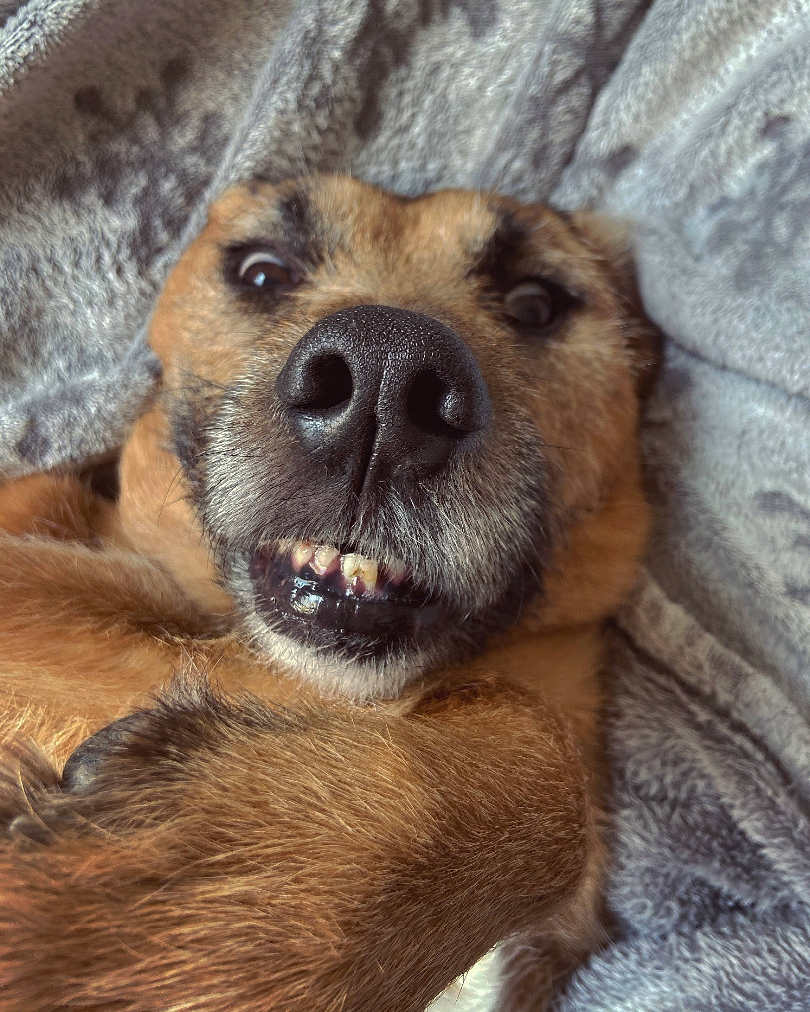 Smack participe au concours pour gagner de l'argent avec cette photo : beige, brown, canidae, carnivore, close_up, comfort, dog, dog_breed, fawn, fur, guard_dog, iris, liver, skin, snout, sporting_group, tan, vertebrate, whiskers, working_animal