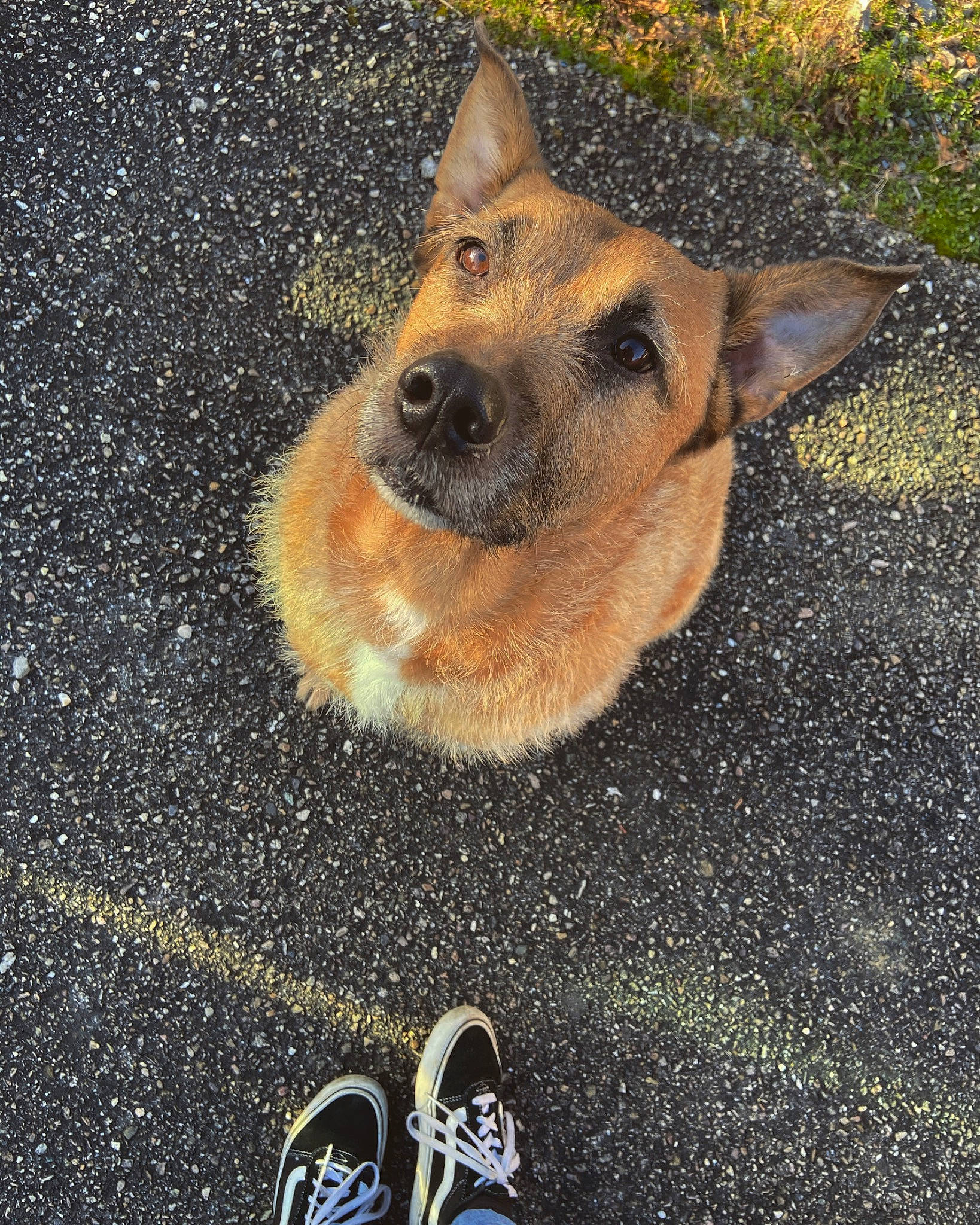 Smack a rejoint le concours — aidez-le/la à gagner de superbes lots ! athletic_shoe, canidae, carnivore, dog, dog_breed, fawn, german_shepherd_dog, guard_dog, herding_dog, king_shepherd, old_german_shepherd_dog, police_dog, silver, skate_shoe, sneakers, snout, sporting_group, tennis_shoe, walking_shoe