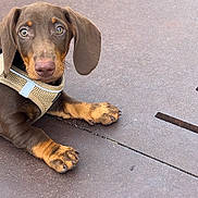 Robert participe au concours pour gagner de l'argent avec cette photo : puppy, dog, dachshund, brown, harness, ears, paw, cute, pet, animal, outdoor, metal_surface, closeup, young, lying_down, looking, curious, snout, nose, fur