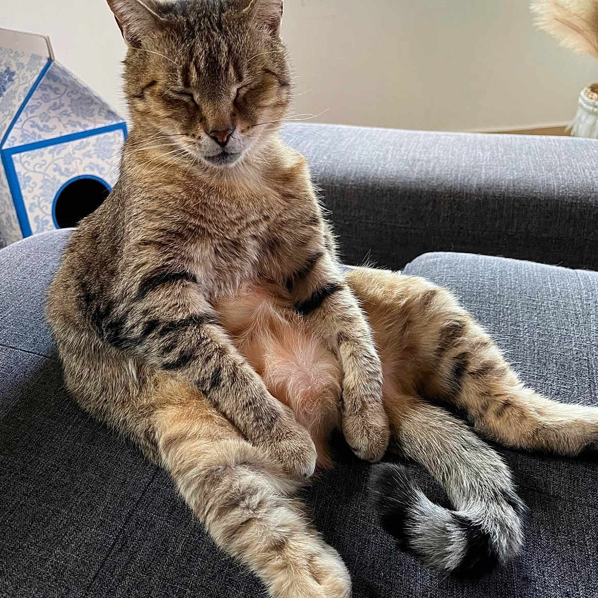 Tigrou a rejoint le concours — aidez-le/la à gagner de superbes lots ! animal, cat, closed_eyes, couch, cozy, cute, daylight, feline, fur, furniture, home, house, indoor, pet, relaxed, resting, sitting, tabby_cat, tail, window