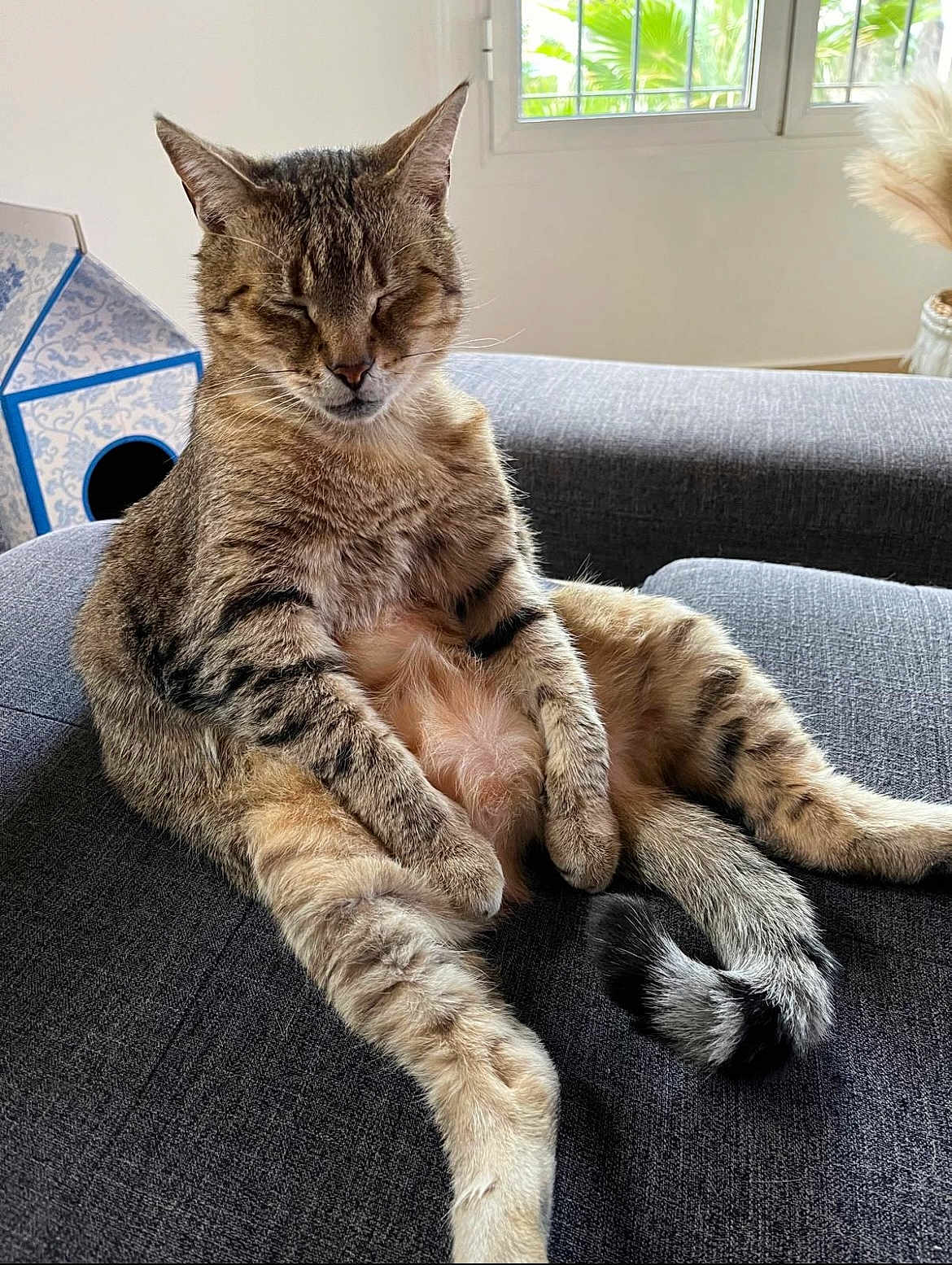 Tigrou a rejoint le concours — aidez-le/la à gagner de superbes lots ! cat, tabby_cat, feline, pet, indoor, couch, furniture, relaxed, sitting, closed_eyes, fur, tail, window, daylight, cozy, house, home, animal, resting, cute