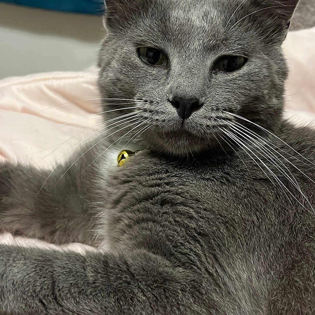Ghost is registered to the contest to win money with this photo: animal, bedroom, bell, blanket, cat, closeup, collar, cute, domestic_animal, face, feline, fur, gray_cat, indoor, pet, portrait, relaxed, resting, soft_texture, whiskers