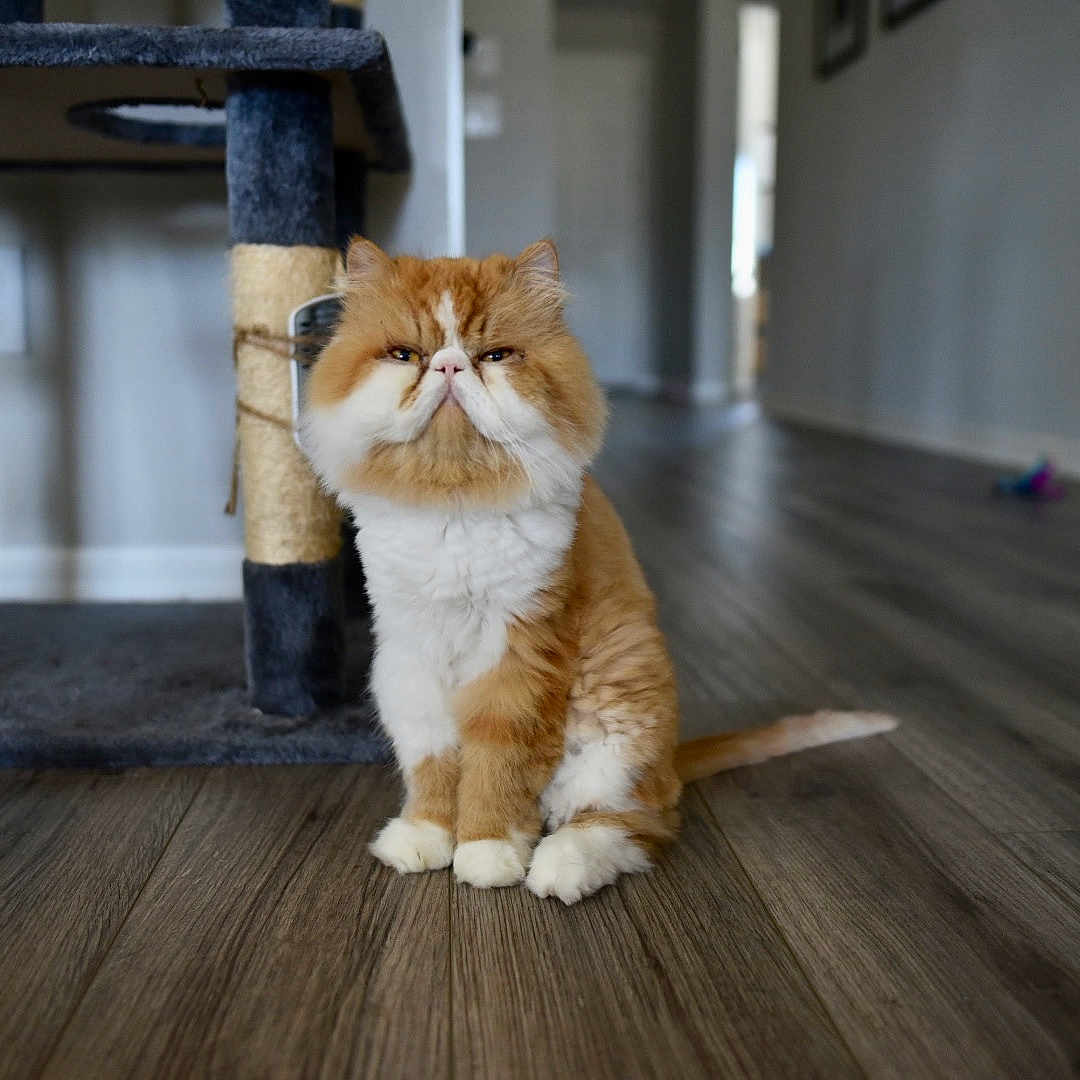 Gordie is registered to the contest to win money with this photo: animal, cat, cat_tree, cute, domestic_cat, feline, flooring, fluffy, fur, grumpy_face, hallway, home, house, indoor, orange_cat, pet, portrait, sitting, white_cat, wooden_floor