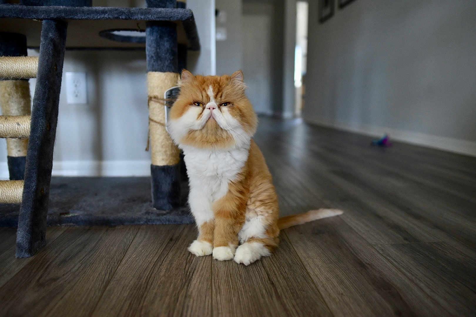 Gordie is registered to the contest to win money with this photo: cat, orange_cat, white_cat, fluffy, grumpy_face, indoor, wooden_floor, cat_tree, pet, animal, feline, flooring, home, hallway, cute, sitting, fur, domestic_cat, portrait, house