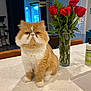 Gordie is registered to the contest to win money with this photo: cat, orange_cat, white_cat, fluffy_cat, rose, red_rose, flower_vase, kitchen_counter, indoor, furniture, houseplant, window, curtain, bottle, sink, table, pet, domestic_animal, plant, decor