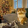 Gordie is registered to the contest to win money with this photo: cat, orange_cat, white_cat, fluffy_cat, christmas_tree, ornaments, lights, couch, blanket, window, shutters, basket, living_room, holiday, decorations, cozy, pet, furniture, indoor, relaxing