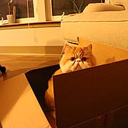 Gordie joined the competition — help win amazing prizes! cat, cardboard_box, indoor, orange_cat, fluffy, pet, furniture, living_room, cozy, window, curious, home_decor, soft_lighting, seat, couch, floor, plant, relaxing, cute, animal