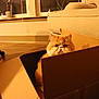 cat, cardboard_box, indoor, orange_cat, fluffy, pet, furniture, living_room, cozy, window, curious, home_decor, soft_lighting, seat, couch, floor, plant, relaxing, cute, animal