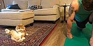 Gordie joined the competition — help win amazing prizes! cat, fluffy, rug, living_room, sofa, cushion, blanket, lamp, floor_lamp, wood_floor, man, tattoo, green_tank_top, exercise_mat, workout, home_interior, table, glass, relaxation, funny