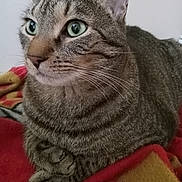 Rocket is registered to the contest to win money with this photo: cat, tabby, close_up, green_eyes, whiskers, ears, paws, fur, pet, animal, resting, blanket, red, yellow, indoor, serene, portrait, feline, cute, domestic_animal