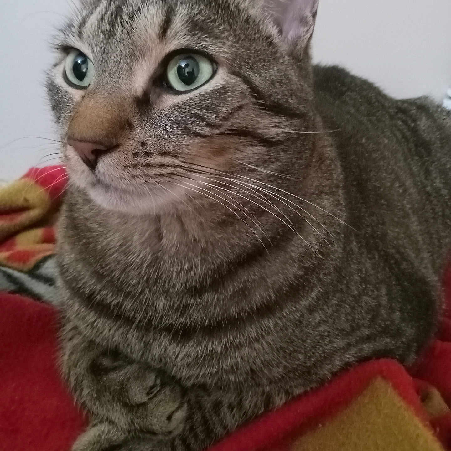 Rocket