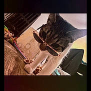 Sampson joined the competition — help win amazing prizes! cat, sunglasses, indoor, wooden_surface, toy, cushion, patterned, pet, feline, close_up, cute, animal, domestic, striped, whiskers, ears, playful, stylish, funny, household