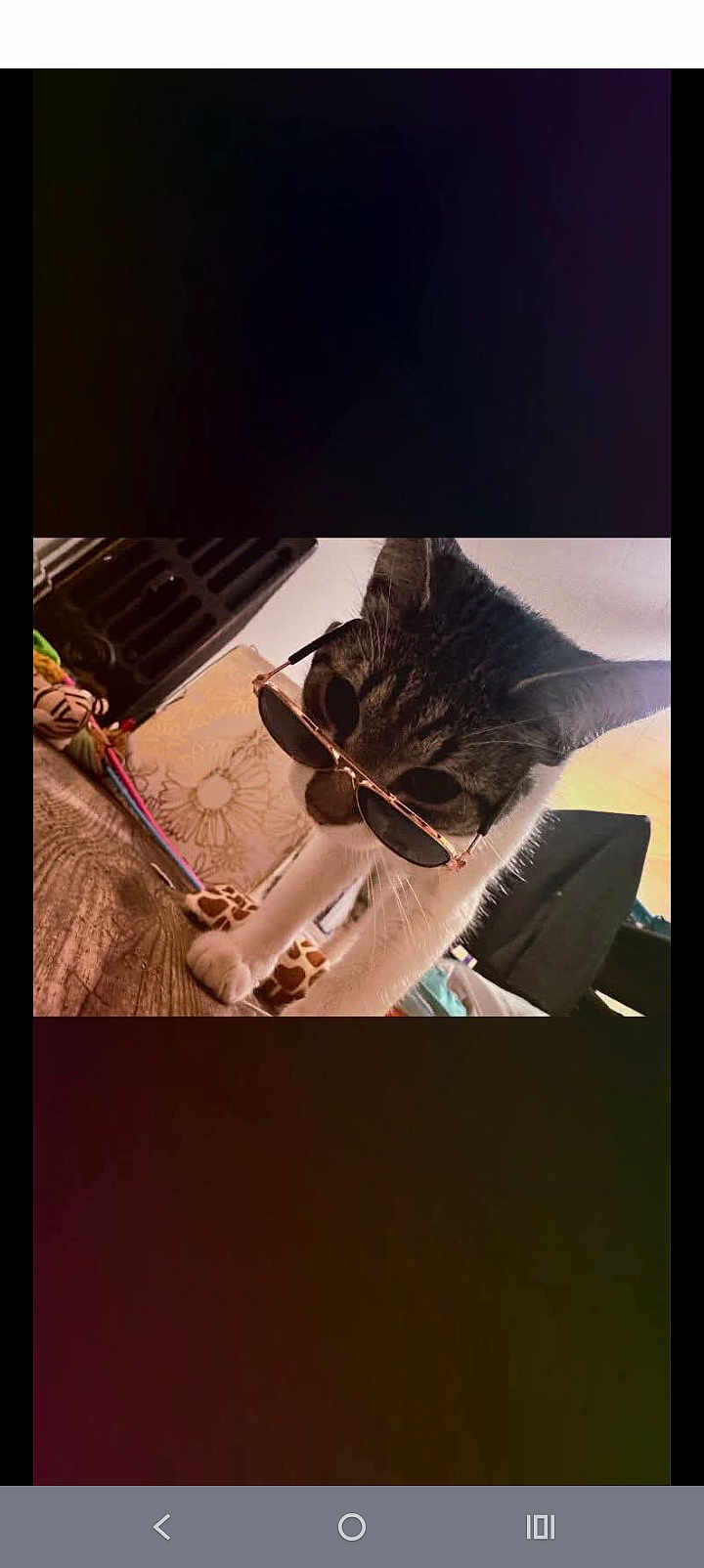 Sampson joined the competition — help win amazing prizes! cat, sunglasses, indoor, wooden_surface, toy, cushion, patterned, pet, feline, close_up, cute, animal, domestic, striped, whiskers, ears, playful, stylish, funny, household