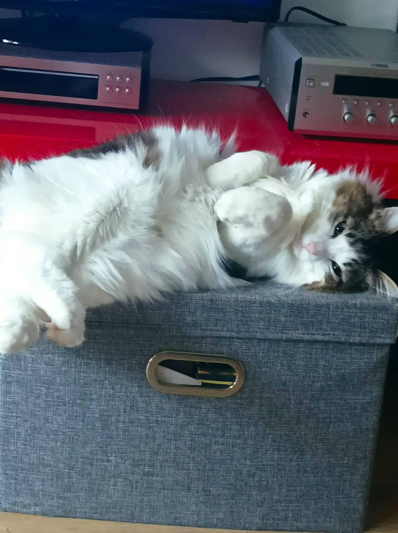 Strudel participe au concours pour gagner de l'argent avec cette photo : box, canidae, carnivore, cat, cat_supply, comfort, companion_dog, computer_keyboard, dog_breed, felidae, flooring, fur, nap, paw, room, sky, small_to_medium_sized_cats, sporting_group, tail, whiskers