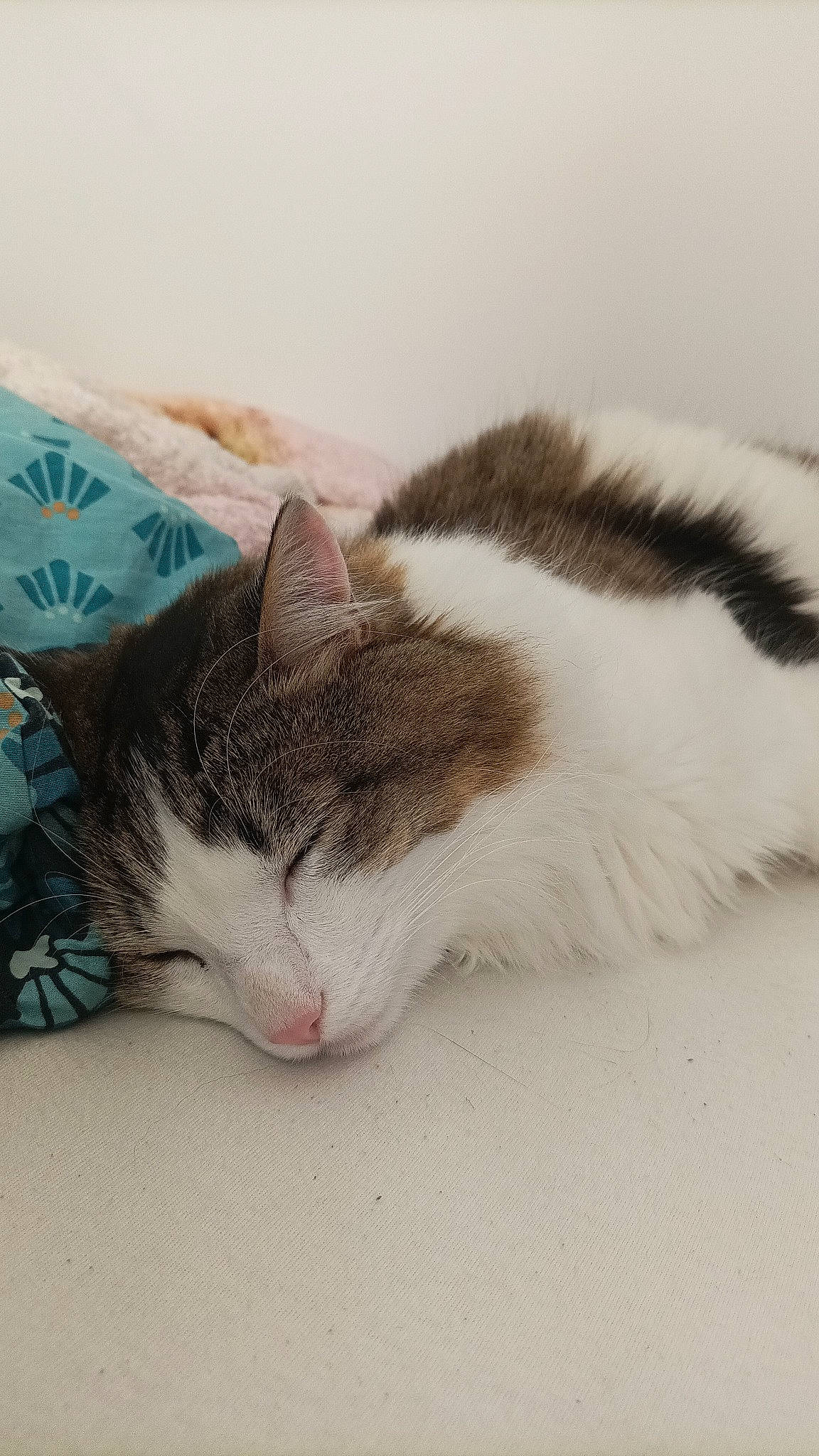 Strudel a rejoint le concours — aidez-le/la à gagner de superbes lots ! carnivore, cat, claw, comfort, domestic_short_haired_cat, felidae, fur, nap, paw, sleep, small_to_medium_sized_cats, snout, tail, whiskers