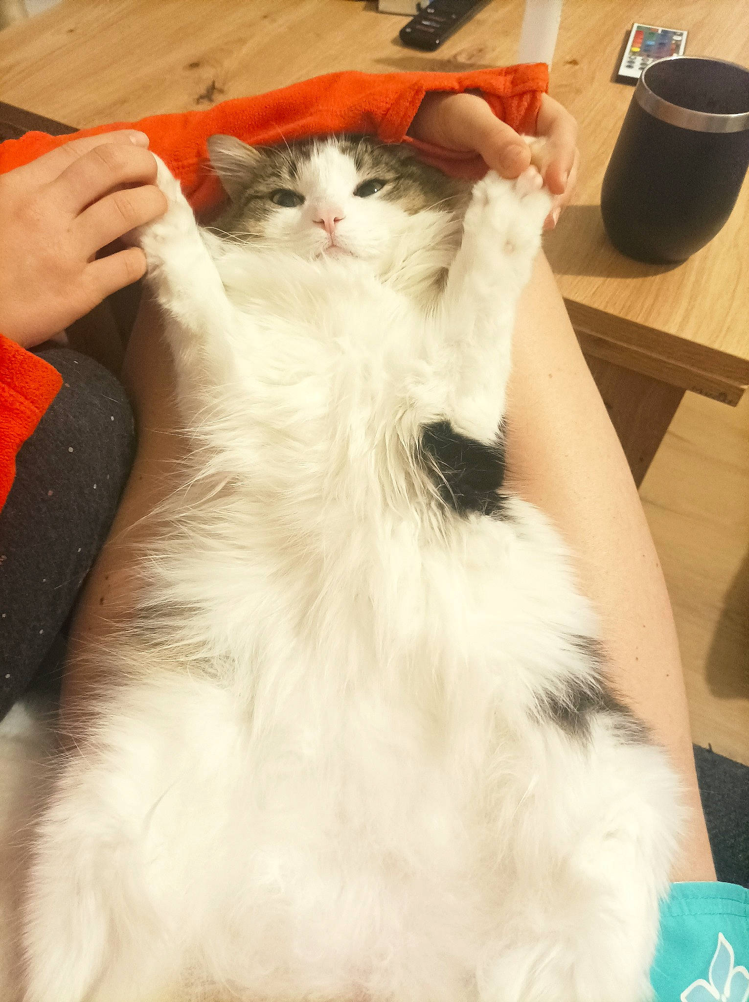 Strudel participe au concours pour gagner de l'argent avec cette photo : carnivore, cat, coffee_percolator, comfort, companion_dog, cup, drinkware, fawn, felidae, fur, gesture, kitchen_appliance, lap, mug, paw, serveware, small_to_medium_sized_cats, tableware, tail, whiskers