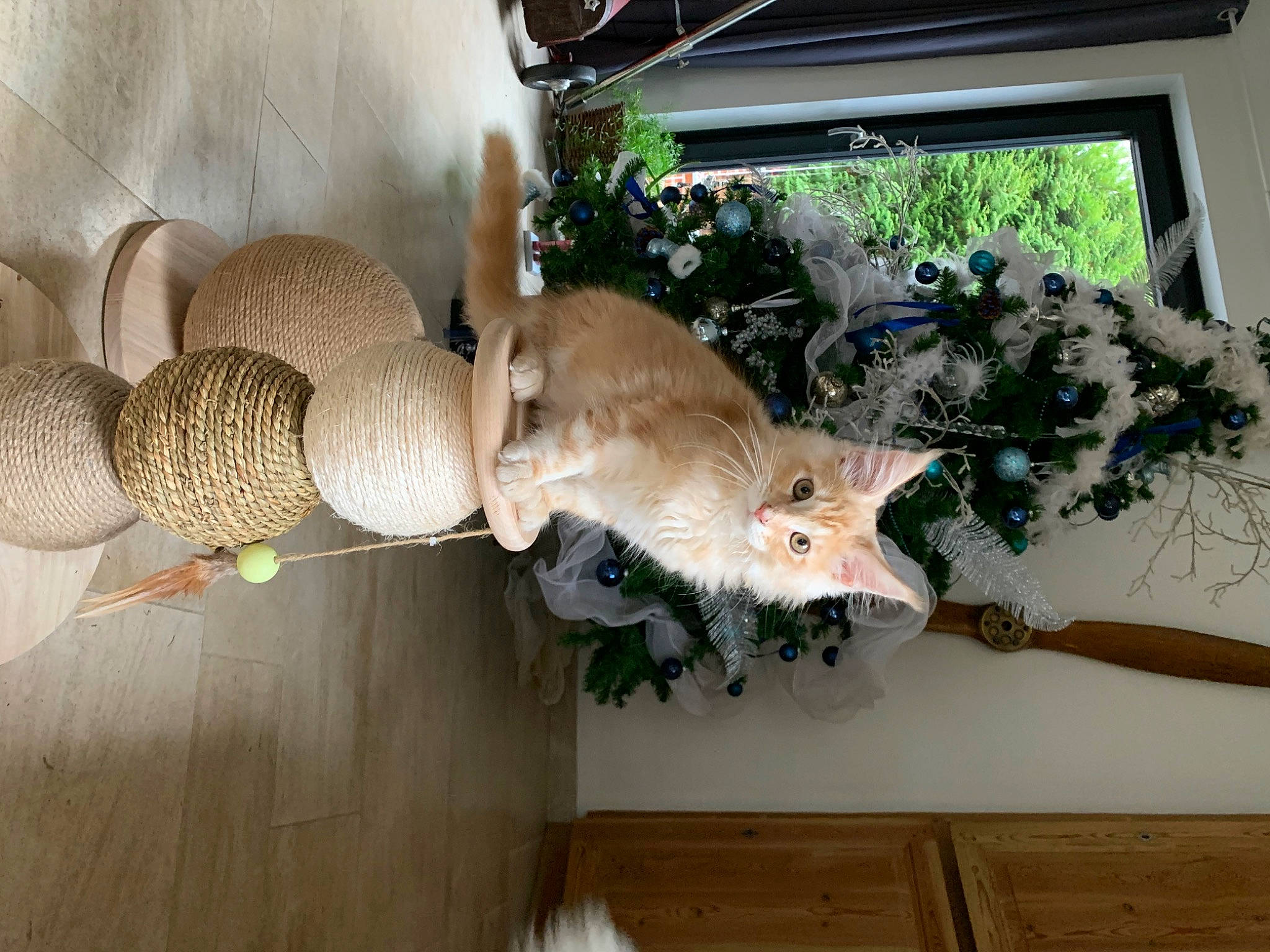 Toulouse participe au concours pour gagner de l'argent avec cette photo : cat, fawn, felidae, fish, flooring, flower, flowerpot, hardwood, houseplant, interior_design, plant, room, small_to_medium_sized_cats, tail, textile, tree, twig, whiskers, window, wood