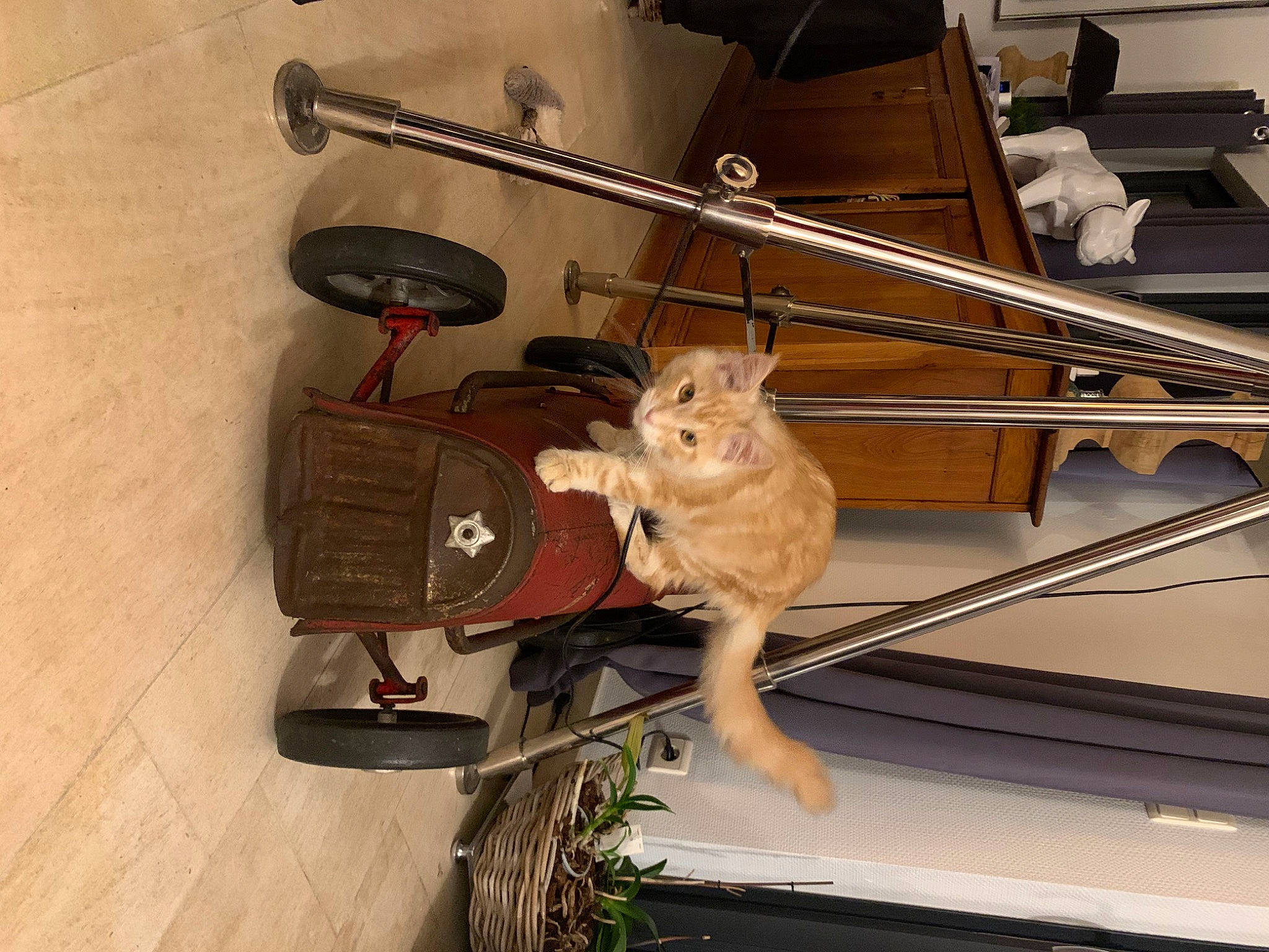 Toulouse a rejoint le concours — aidez-le/la à gagner de superbes lots ! automotive_exterior, canidae, carnivore, cat, drum, felidae, flooring, flowerpot, hardwood, houseplant, metal, musical_instrument, musical_instrument_accessory, plant, plywood, room, small_to_medium_sized_cats, tail, tool, wood