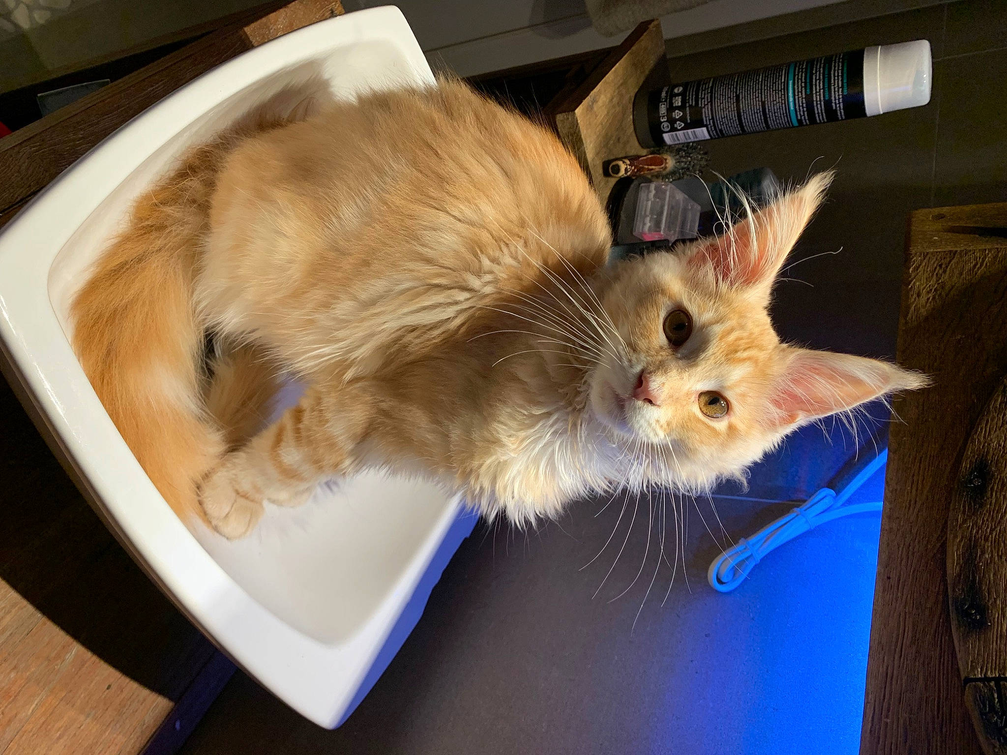 Toulouse participe au concours pour gagner de l'argent avec cette photo : box, canidae, carnivore, cat, claw, companion_dog, dog_breed, fawn, felidae, fur, paw, small_terrier, small_to_medium_sized_cats, snout, sporting_group, tail, toy_dog, whiskers