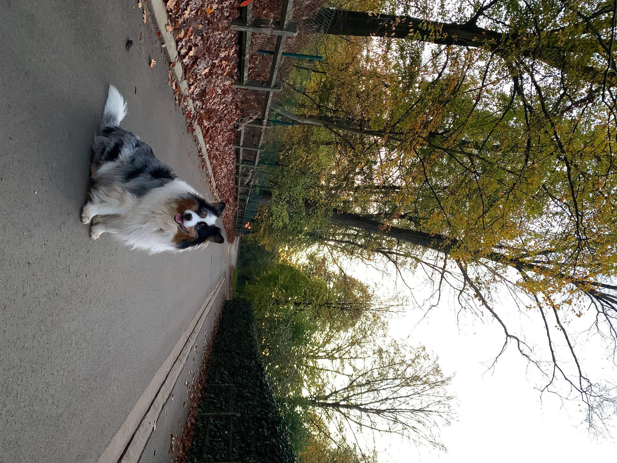 Pacha participe au concours pour gagner de l'argent avec cette photo : building, carnivore, dog, dog_breed, plant, reflection, road_surface, shadow, sidewalk, sky, slope, stairs, tints_and_shades, tree, trunk, twig, vehicle, water, window, wood