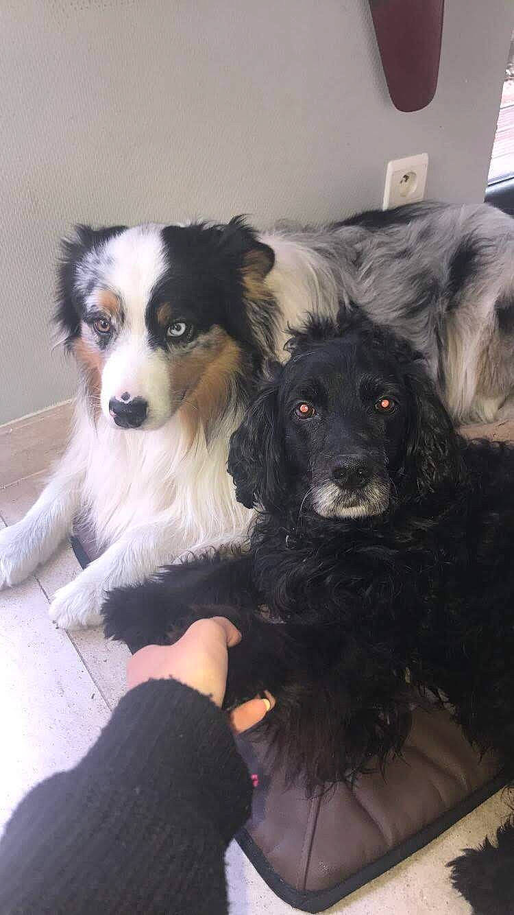 Pacha a rejoint le concours — aidez-le/la à gagner de superbes lots ! canidae, carnivore, companion_dog, dog, dog_breed, dog_supply, fur, giant_dog_breed, puppy, puppy_love, snout, sporting_group, toy_dog, working_animal, working_dog