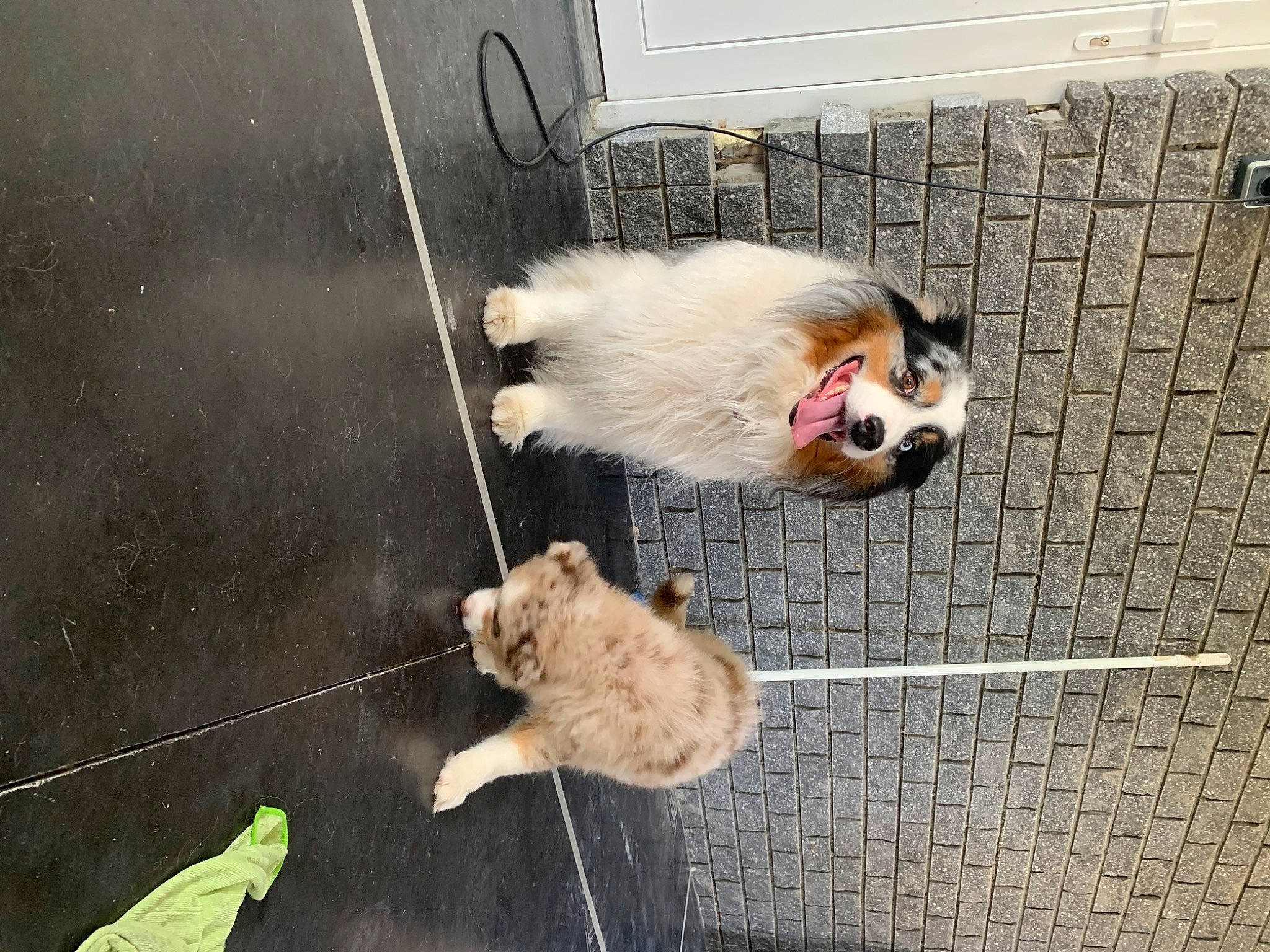 Pacha a rejoint le concours — aidez-le/la à gagner de superbes lots ! animal_shelter, canidae, carnivore, collar, companion_dog, dog, dog_breed, dog_supply, fawn, felidae, fur, german_spitz, leash, macaque, pet_supply, small_to_medium_sized_cats, snout, sporting_group, tail, whiskers