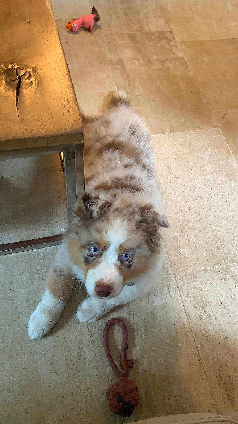 Wipsy participe au concours pour gagner de l'argent avec cette photo : canidae, carnivore, companion_dog, dog, dog_breed, fawn, felidae, flooring, fur, hardwood, non_sporting_group, paw, small_to_medium_sized_cats, snout, sporting_group, terrestrial_animal, toy_dog, whiskers, wood, working_animal