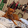 animal, bed, blanket, brown_dog, clothing, collar, dog, door, fur, furniture, household_item, indoor, mirror, pet, relaxed, resting, room, shelf, sleeping, wall