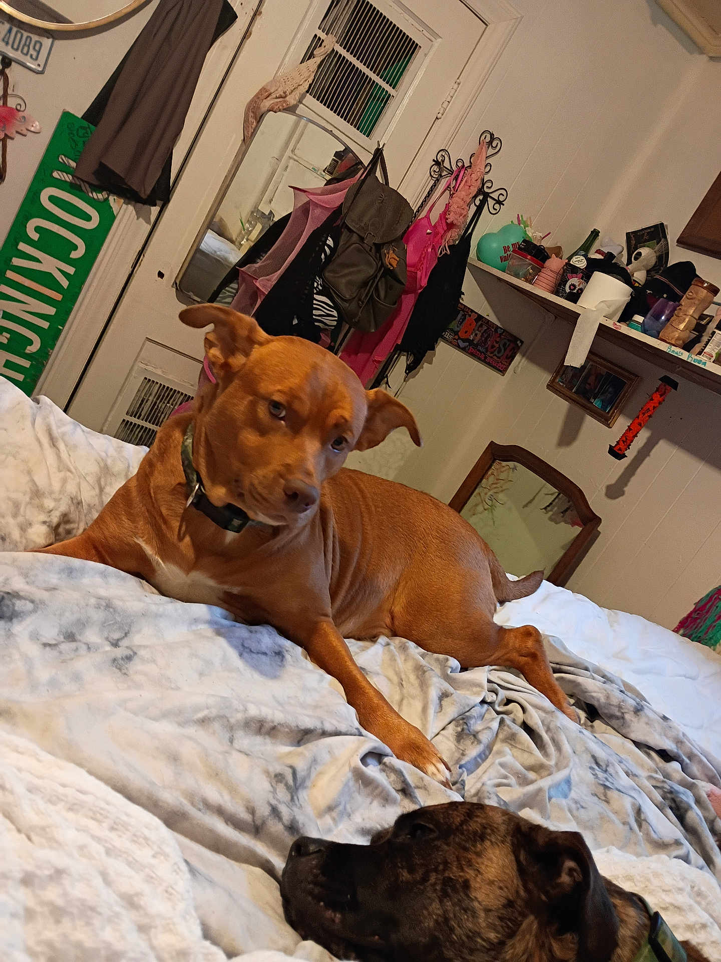 Gurdy Gurl