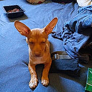 Toot is registered to the contest to win money with this photo: animal, bed, blue_bedspread, casual, clothes, dog, domestic, ears, fabric, food_container, indoor, messy, paws, pet, relaxed, resting, sleepy, stuffed_animal, tan_dog, young_dog