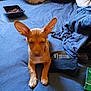 animal, bed, blue_bedspread, casual, clothes, dog, domestic, ears, fabric, food_container, indoor, messy, paws, pet, relaxed, resting, sleepy, stuffed_animal, tan_dog, young_dog