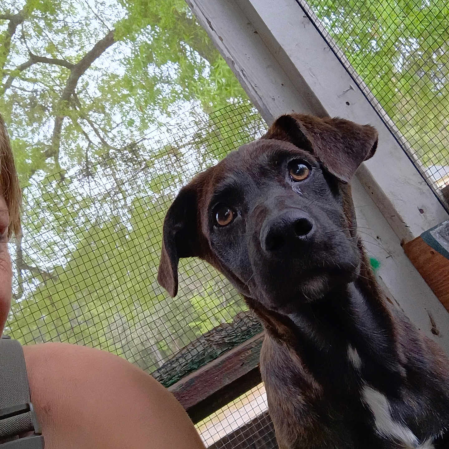 Roxy is registered to the contest to win money with this photo: animal, brindle, candid, canine, closeup, companion, curious, daylight, dog, fence, greenery, looking, mesh_screen, nature, outdoor, person_partial, pet, portrait, shoulder, trees