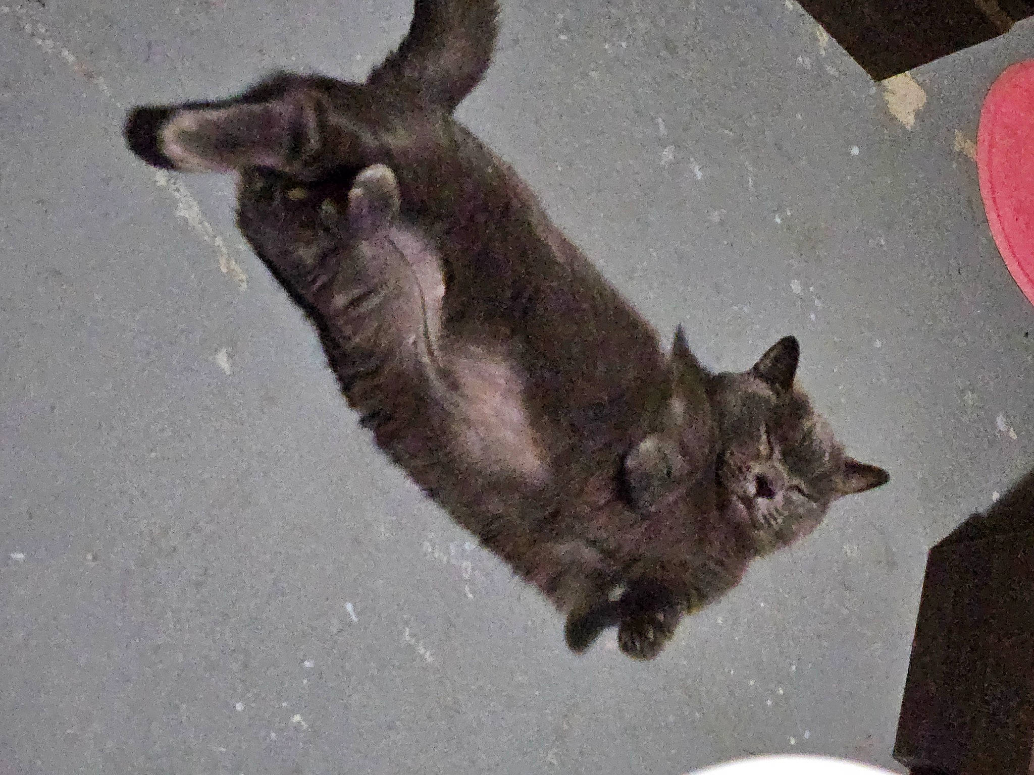 Toby is registered to the contest to win money with this photo: carnivore, cat, claw, domestic_short_haired_cat, event, fawn, felidae, fur, grey, paw, small_to_medium_sized_cats, snout, tail, terrestrial_animal, whiskers