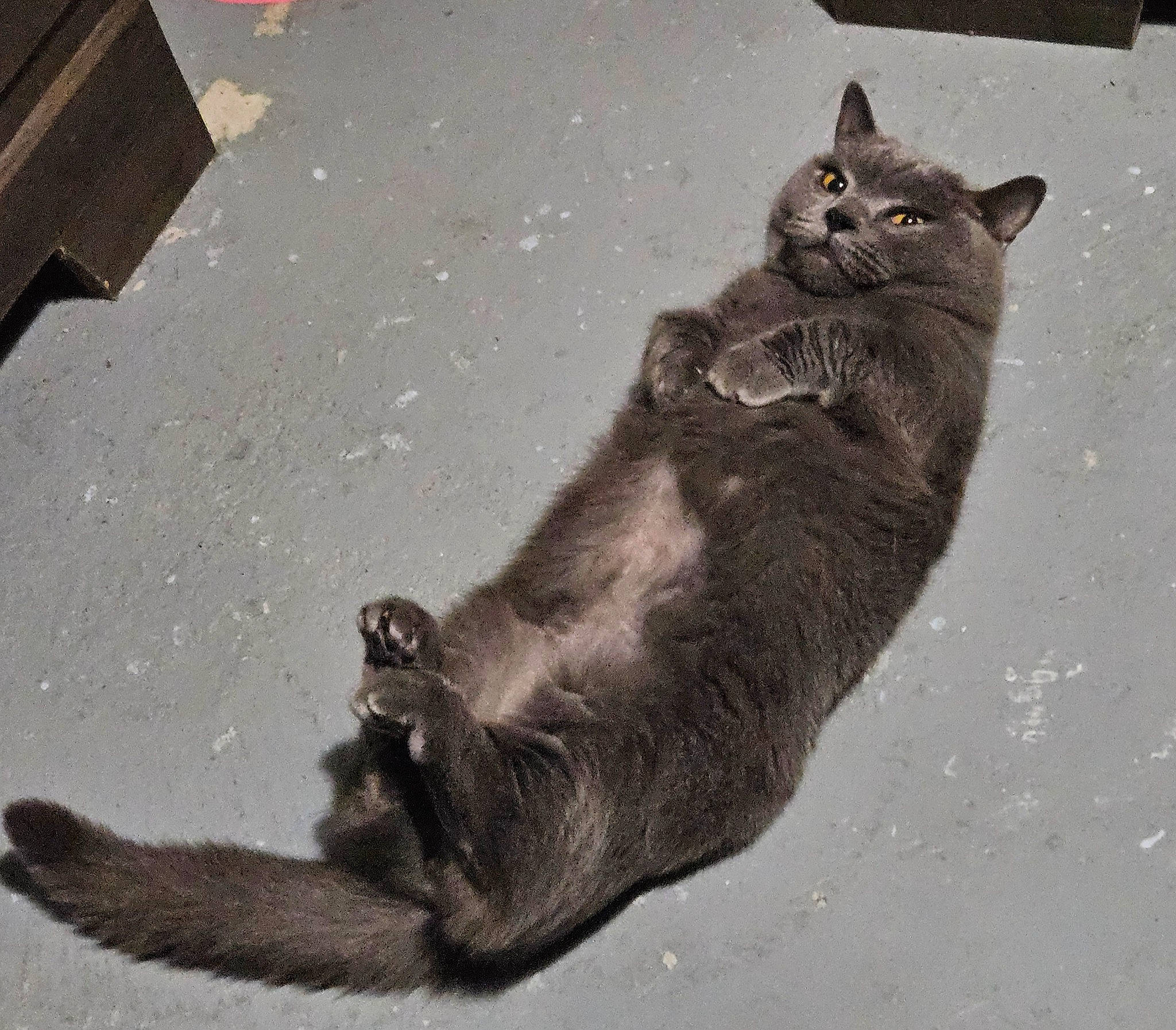 Toby joined the competition — help win amazing prizes! black_cat, carnivore, cat, claw, domestic_short_haired_cat, felidae, fur, grey, monochrome, monochrome_photography, paw, road_surface, sitting, small_to_medium_sized_cats, snout, tail, terrestrial_animal, whiskers