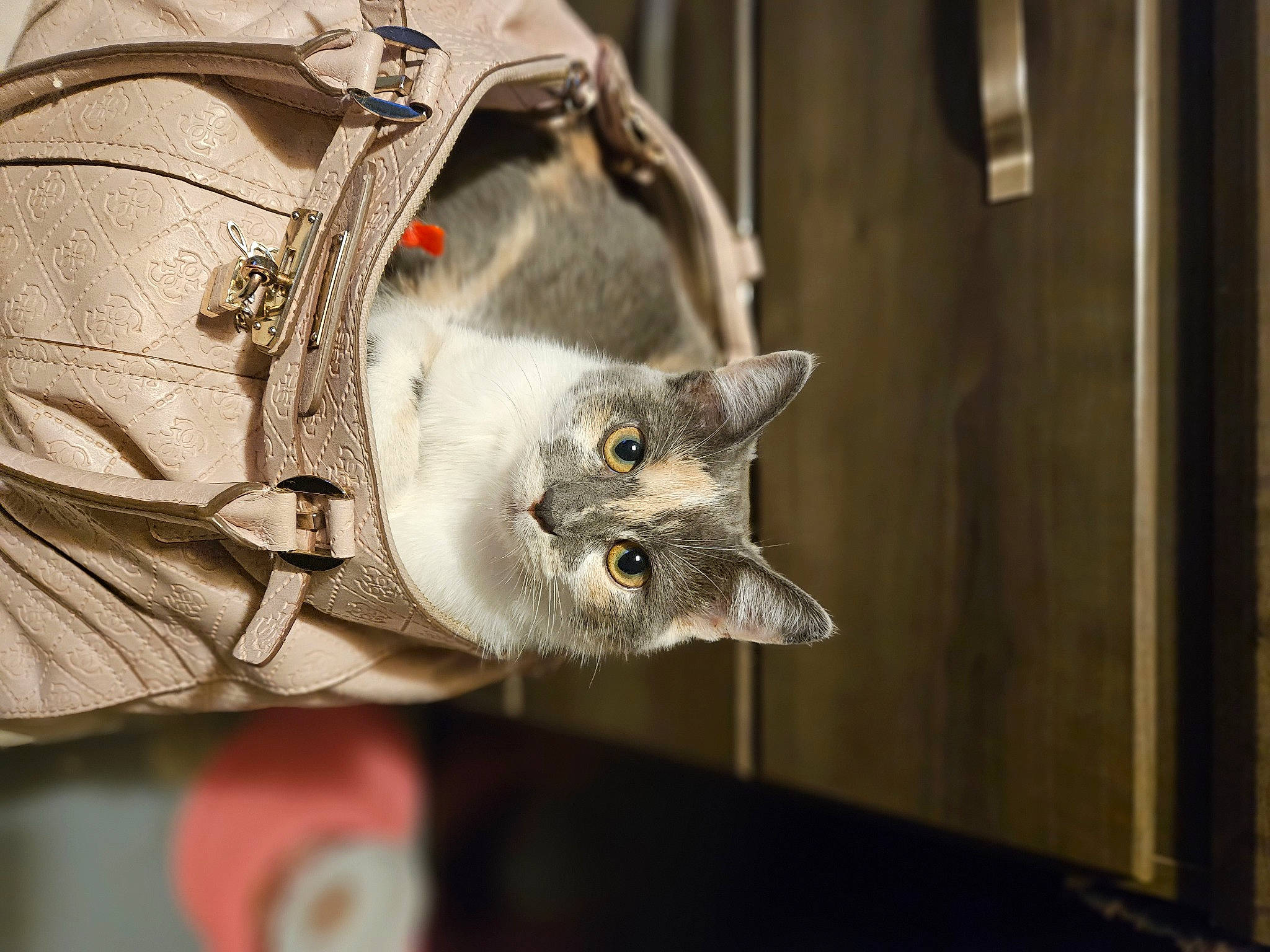 Ruby is registered to the contest to win money with this photo: carnivore, cat, collar, domestic_short_haired_cat, fawn, felidae, fur, paw, small_to_medium_sized_cats, snout, tail, twig, whiskers, window, wood