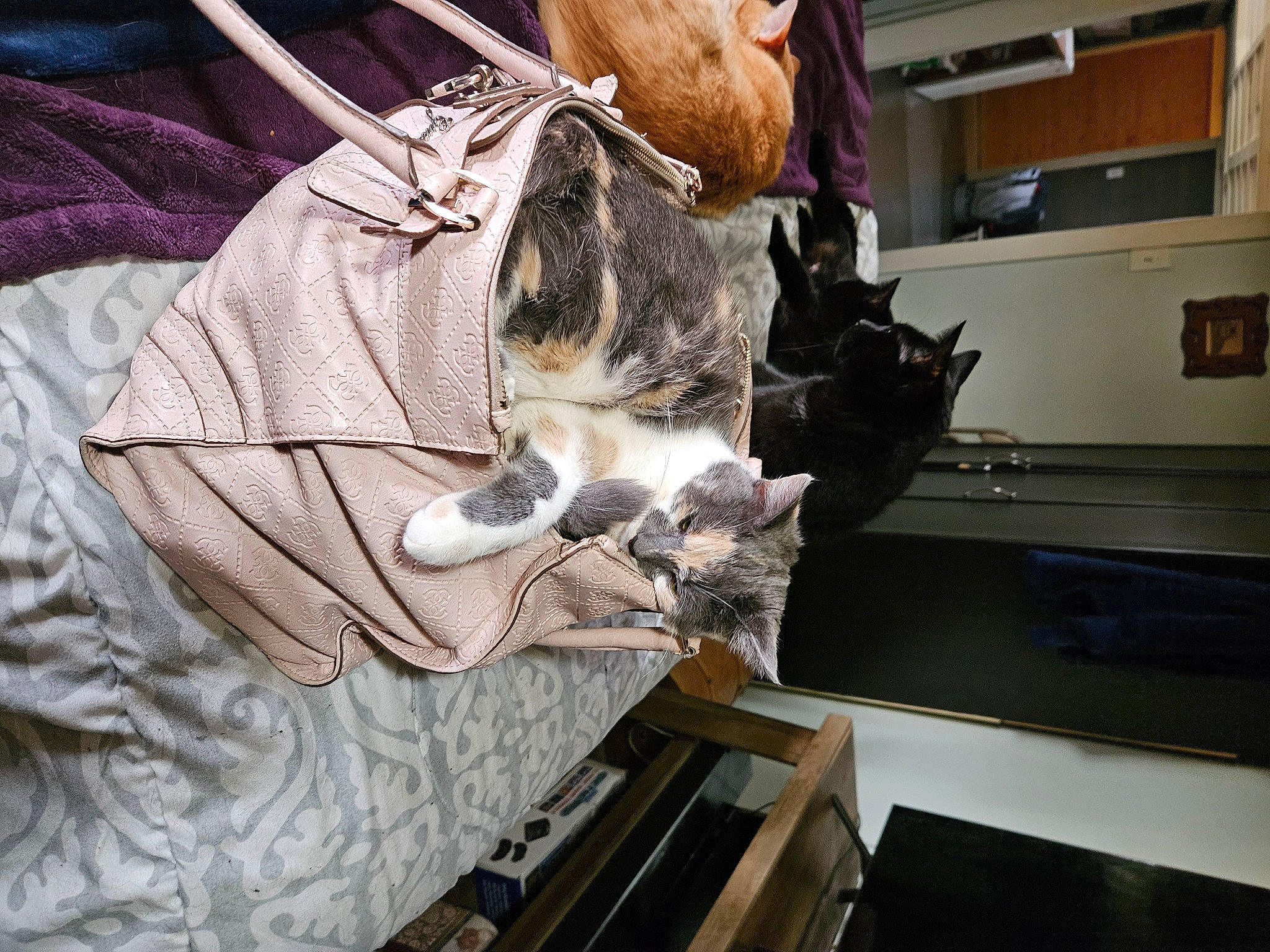 Ruby is registered to the contest to win money with this photo: canidae, carnivore, cat, claw, collar, domestic_short_haired_cat, eyewear, fashion_accessory, felidae, fur, machine, sleeve, small_to_medium_sized_cats, sporting_group, sunglasses, tail, whiskers