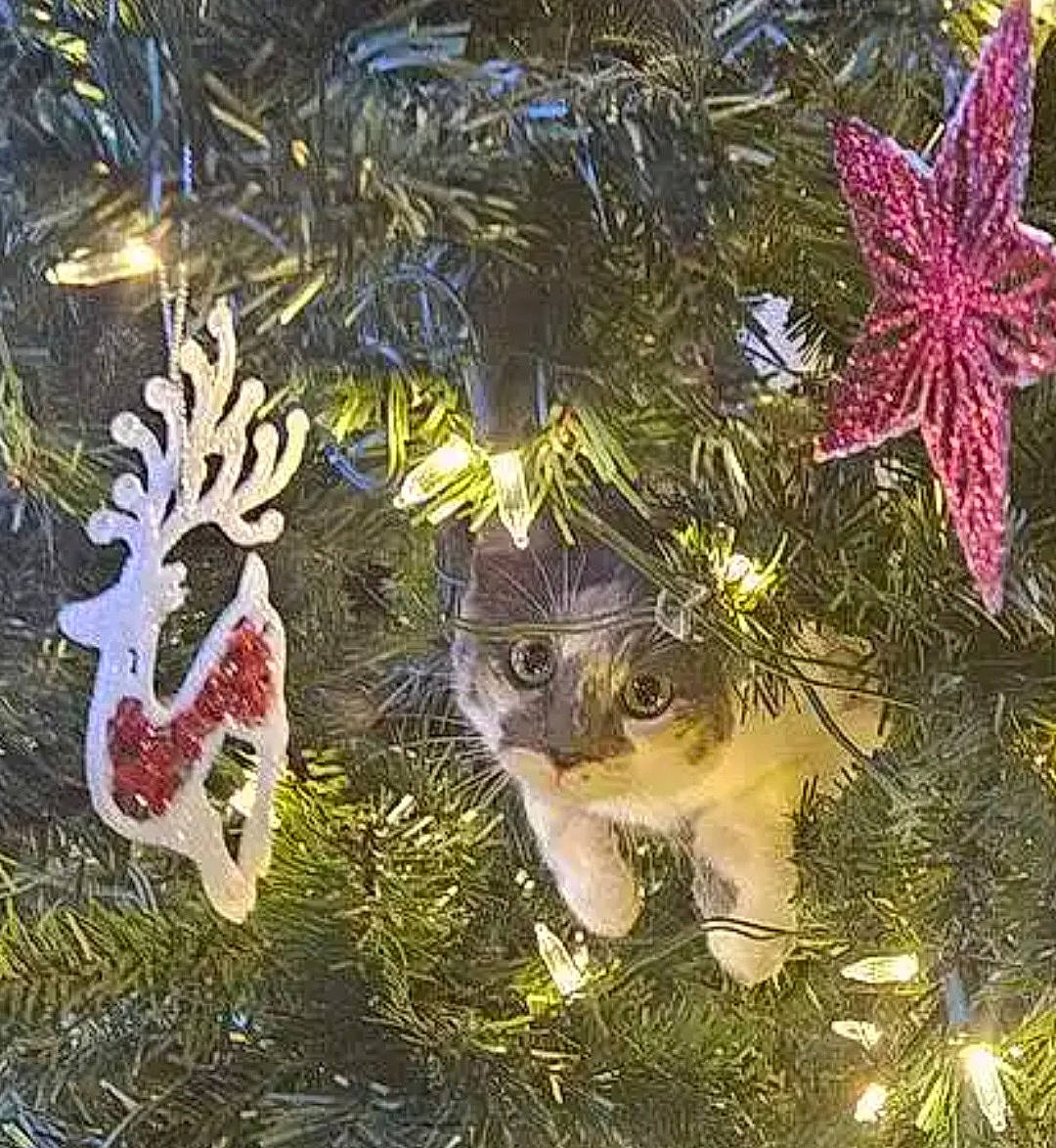 Ruby joined the competition — help win amazing prizes! art, branch, carnivore, cat, christmas_decoration, christmas_ornament, christmas_tree, evergreen, fawn, felidae, grass, holiday_ornament, organism, ornament, pattern, terrestrial_plant, twig, vegetation, whiskers, woody_plant