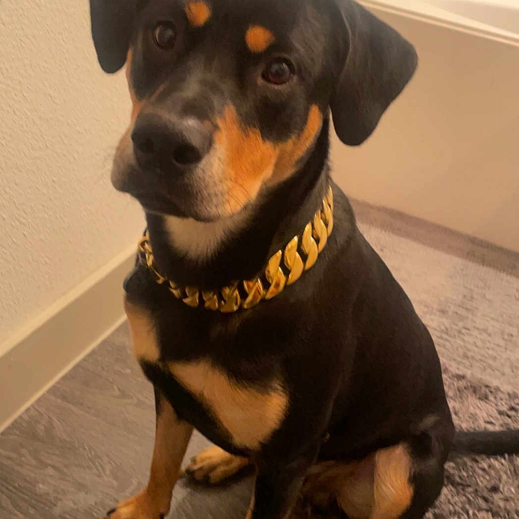 Bronny joined the competition — help win amazing prizes! animal, bathroom, black, canine, collar, corner, dog, ears, floor, fur, gold_chain, indoor, looking_up, nail, paw, pet, rug, sitting, tan, wall