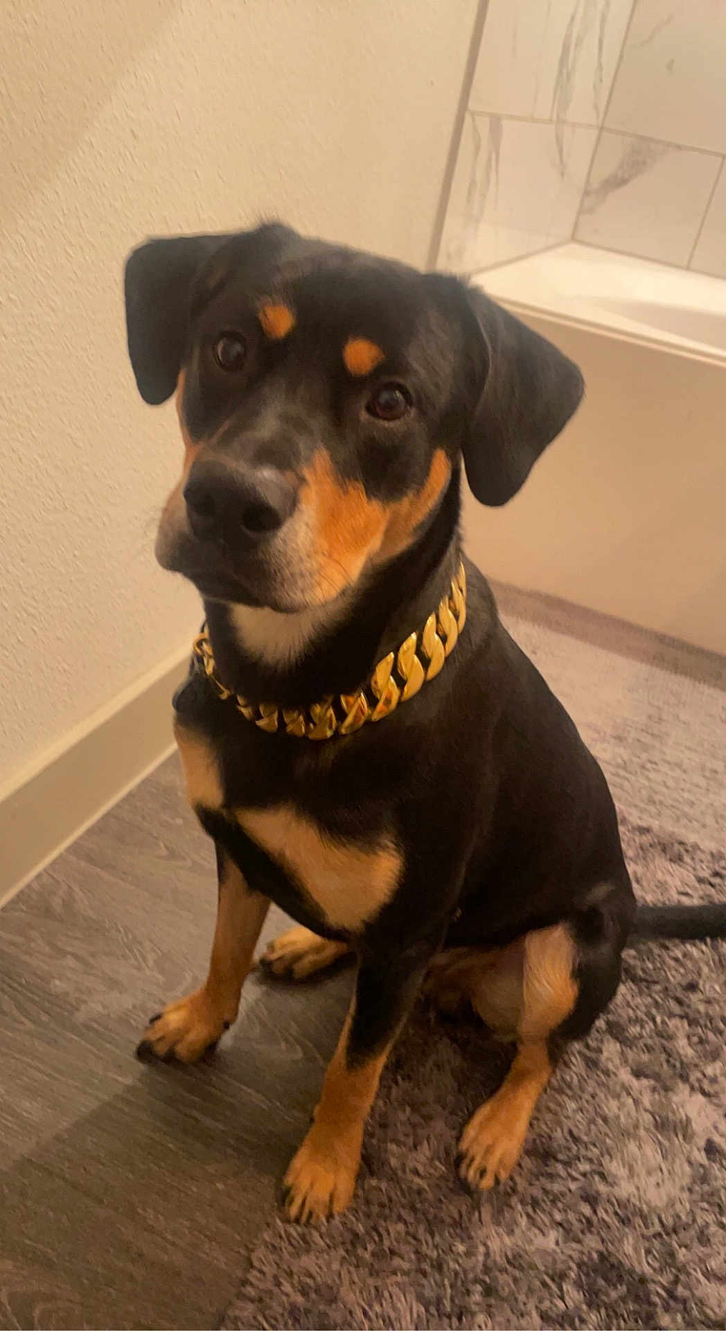 Bronny joined the competition — help win amazing prizes! dog, black, tan, collar, gold_chain, pet, indoor, floor, rug, sitting, looking_up, ears, animal, canine, fur, paw, nail, wall, bathroom, corner