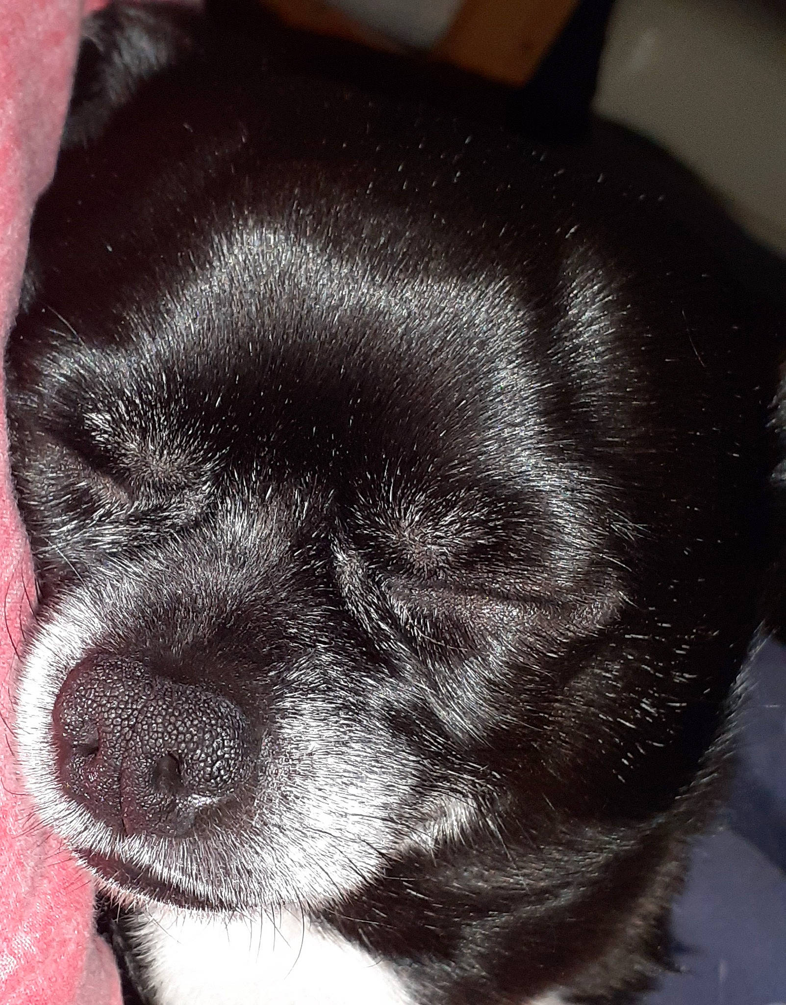 Ruben a rejoint le concours — aidez-le/la à gagner de superbes lots ! canidae, carnivore, comfort, companion_dog, corgi_chihuahua, dog, dog_breed, eye, fur, human_body, monochrome_photography, non_sporting_group, snout, sporting_group, terrestrial_animal, toy_dog, whiskers, working_animal