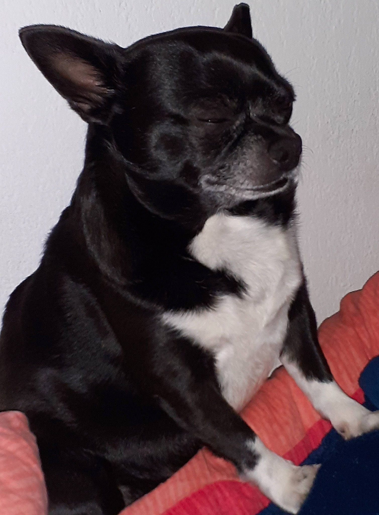 Ruben a rejoint le concours — aidez-le/la à gagner de superbes lots ! bulldog, canidae, carnivore, collar, companion_dog, dog, dog_breed, dog_collar, ear, fawn, french_bulldog, fur, pug, snout, sporting_group, tail, terrestrial_animal, toy_dog, whiskers, working_animal