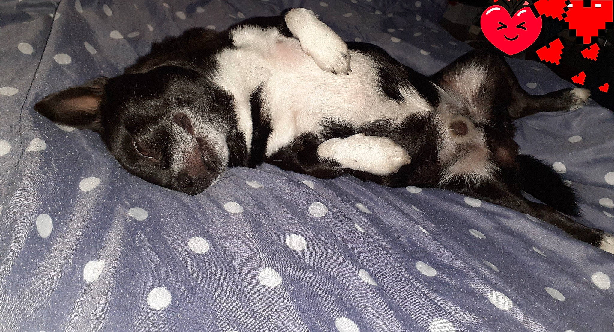 Ruben participe au concours pour gagner de l'argent avec cette photo : carmine, carnivore, comfort, companion_dog, dog, dog_breed, dog_supply, fawn, fur, linens, nap, pattern, paw, snout, sporting_group, tail, terrestrial_animal, whiskers, white, working_animal