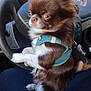 animal, brown, car, chihuahua, closeup, cute, dog, ears, fur, furry, harness, indoor, lap, looking_away, pet, seat, sitting, small_dog, steering_wheel, white