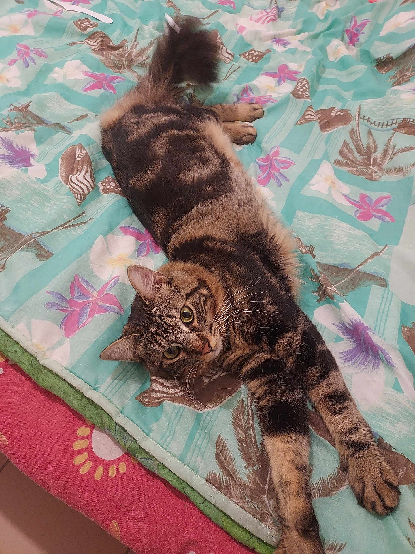 Joy participe au concours pour gagner de l'argent avec cette photo : cat, tabby, pet, animal, feline, fur, whiskers, ears, eyes, paws, bed, blanket, pattern, floral, colorful, indoor, resting, cute, relaxed, stretching