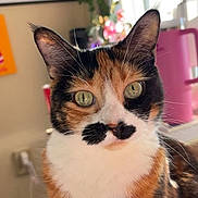 Millie joined the competition — help win amazing prizes! cat, calico_cat, indoor, close_up, green_eyes, mustache_marking, fur, pet, animal, whiskers, ears, face, portrait, domestic_cat, sunlight, window_light, background_blur, cute, feline, curious