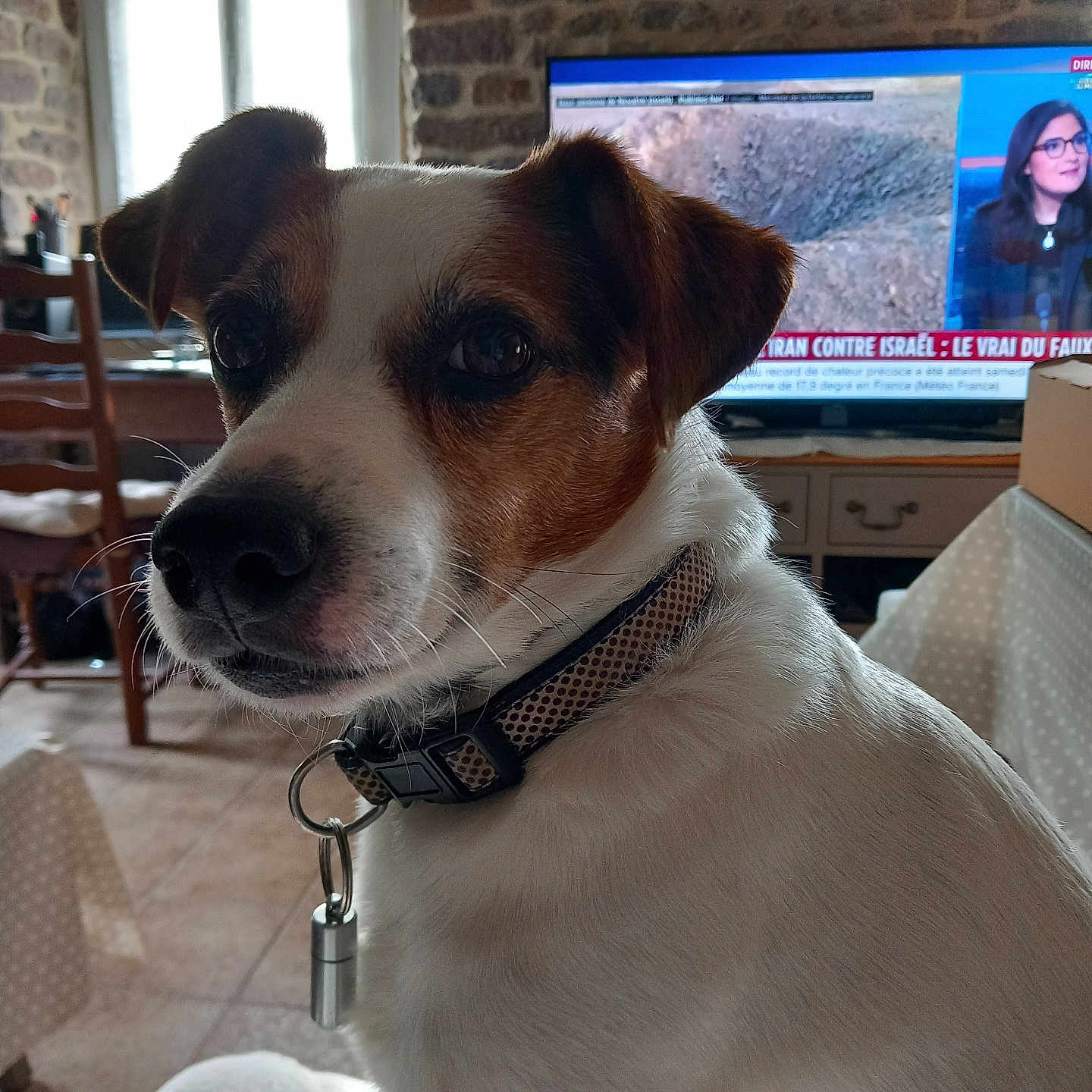 Izaak a rejoint le concours — aidez-le/la à gagner de superbes lots ! brown_fur, chair, close_up, collar, curious, dog, domestic, female_anchor, furniture, indoor, living_room, news_broadcast, pet, portrait, stone_wall, table, television, tile_floor, white_fur, window